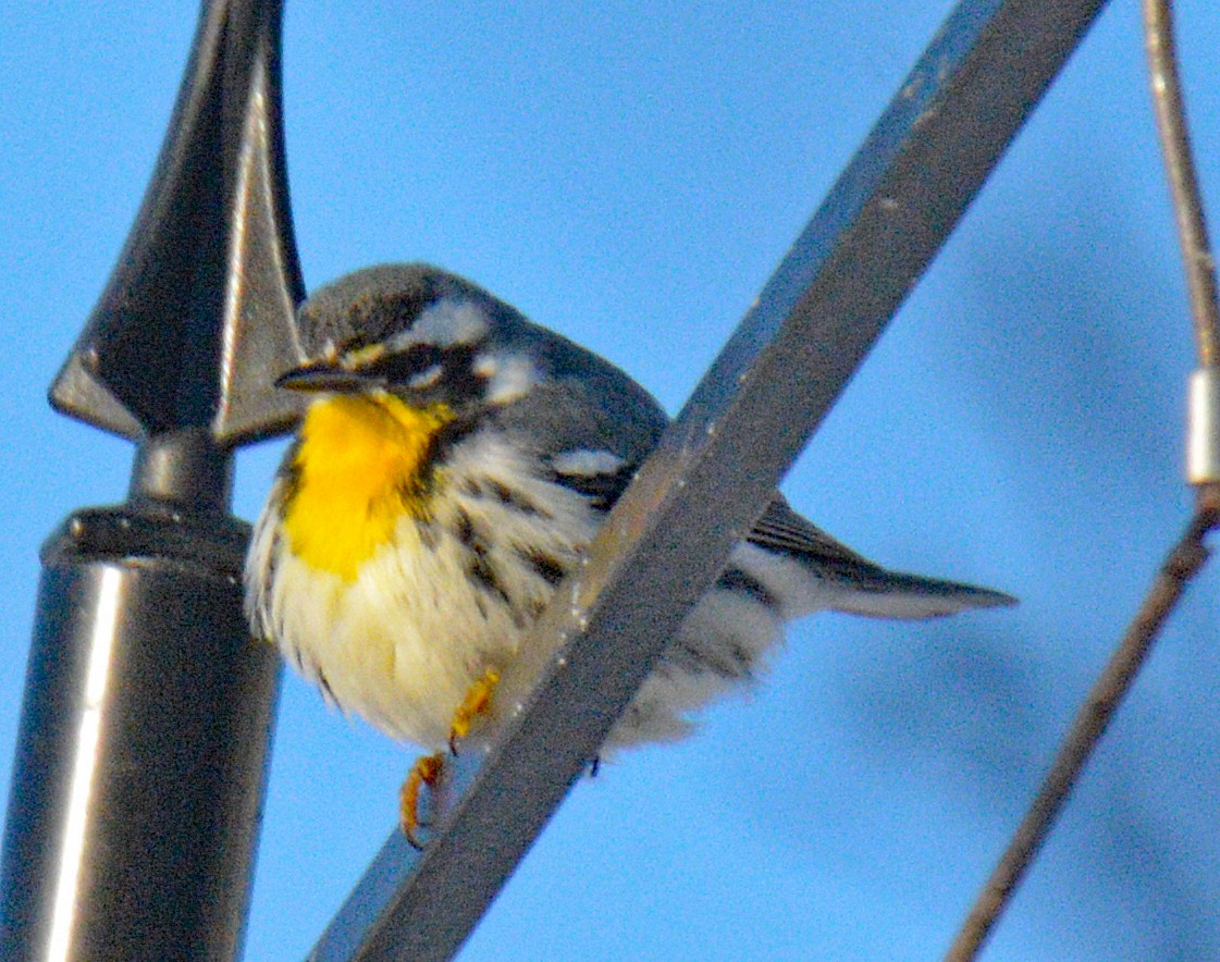 Yellow-throated Warbler - ML646642993