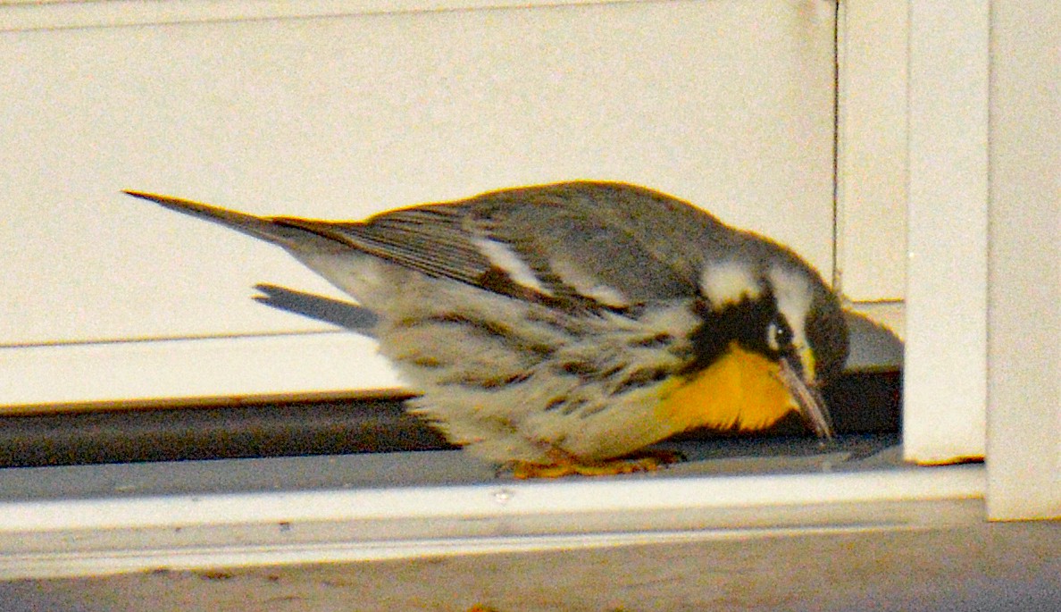 Yellow-throated Warbler - ML646642994