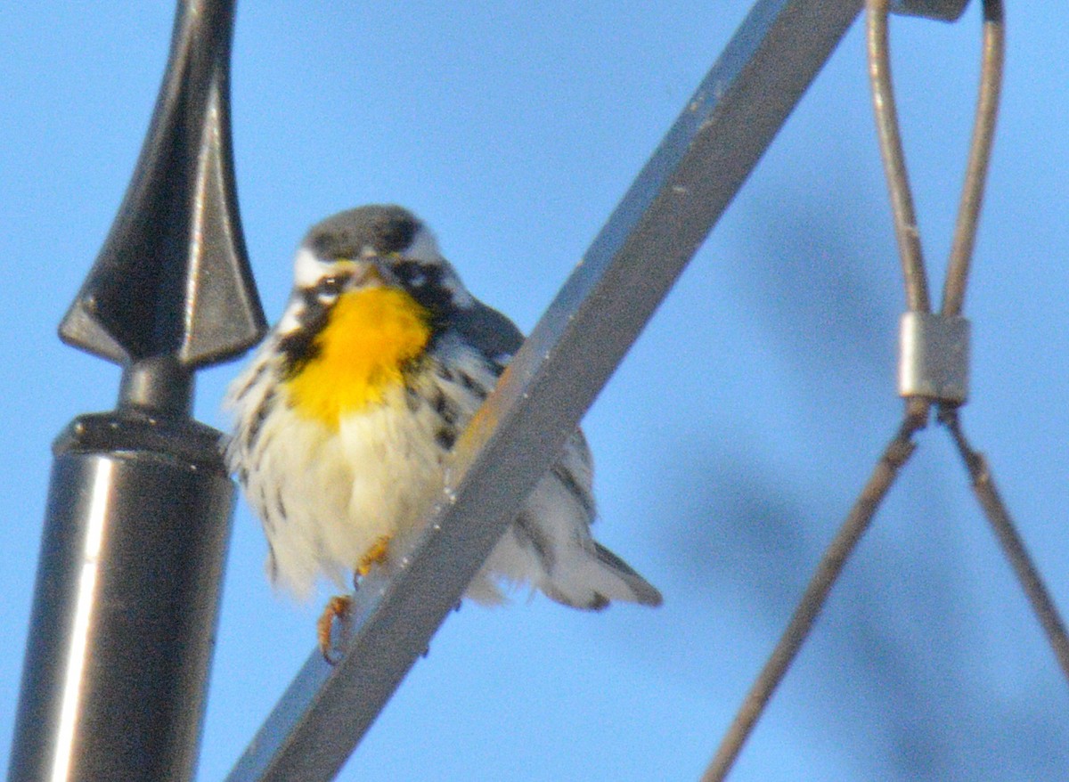 Yellow-throated Warbler - ML646642995
