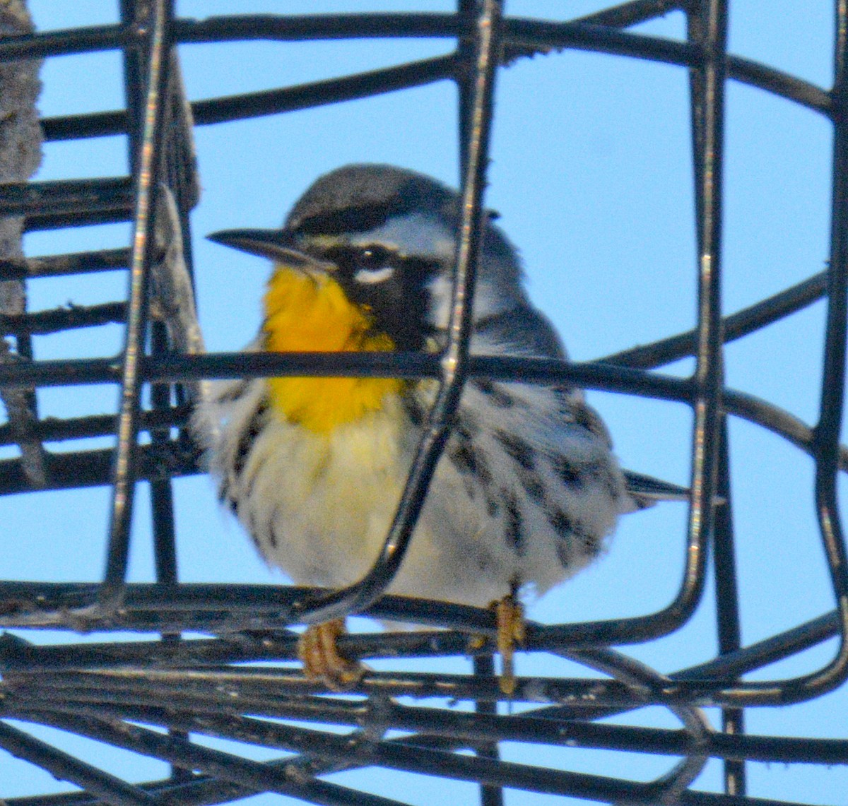 Yellow-throated Warbler - ML646642996