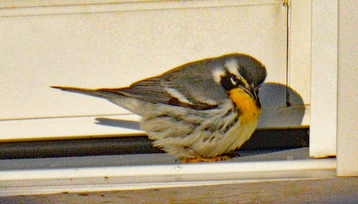 Yellow-throated Warbler - ML646642997