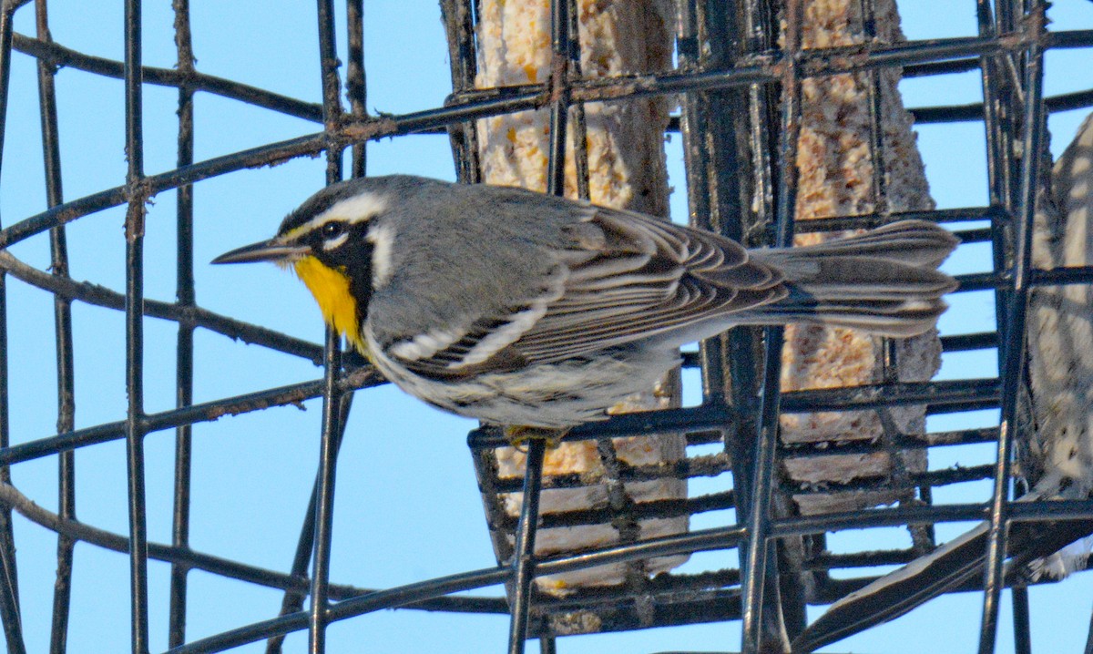 Yellow-throated Warbler - ML646643000