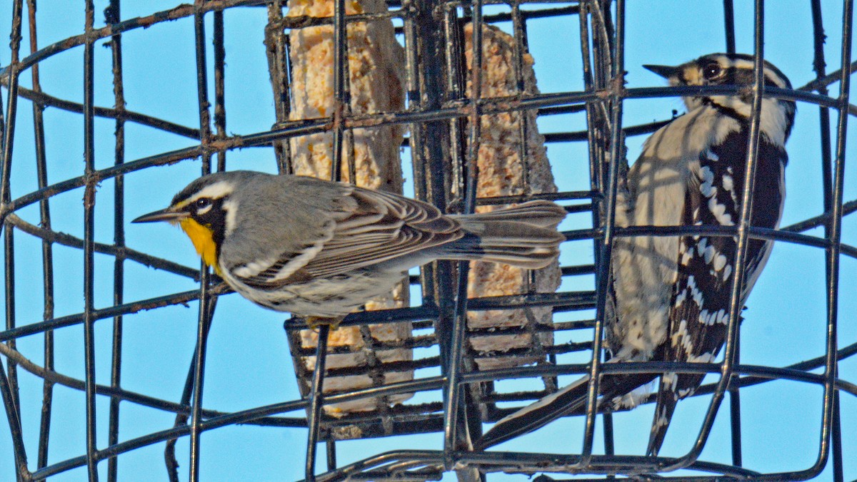 Yellow-throated Warbler - ML646643003