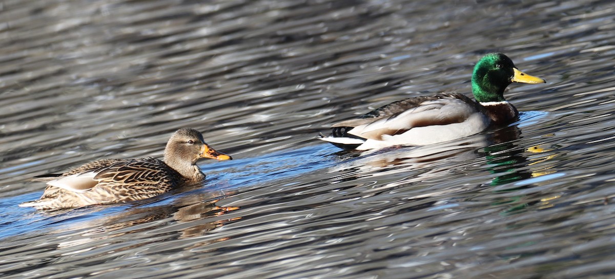 Mallard - ML646643004