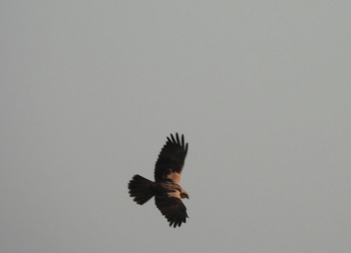 Western Marsh Harrier - ML646643005