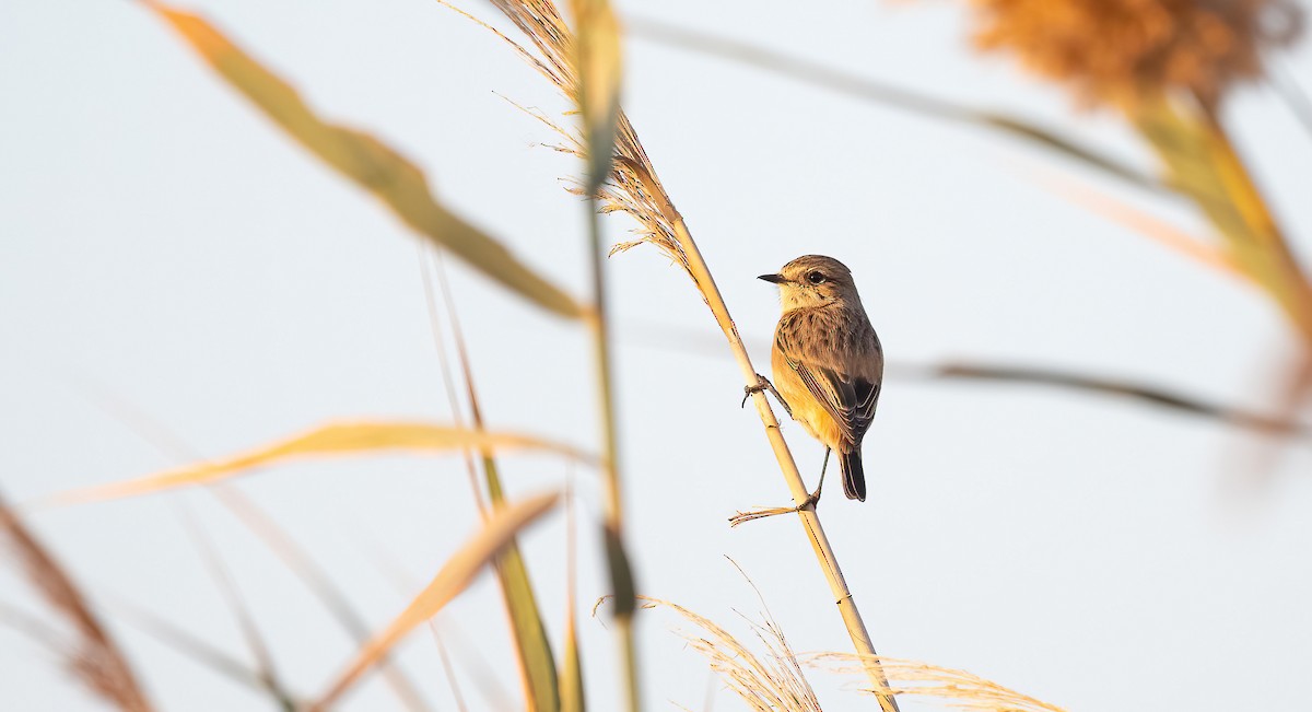 Siberian Stonechat - ML646643006
