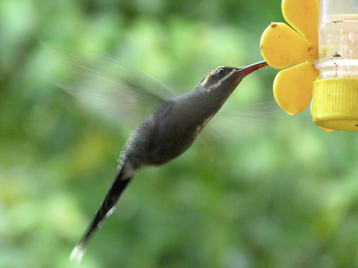 Smaragdschattenkolibri - ML646643007