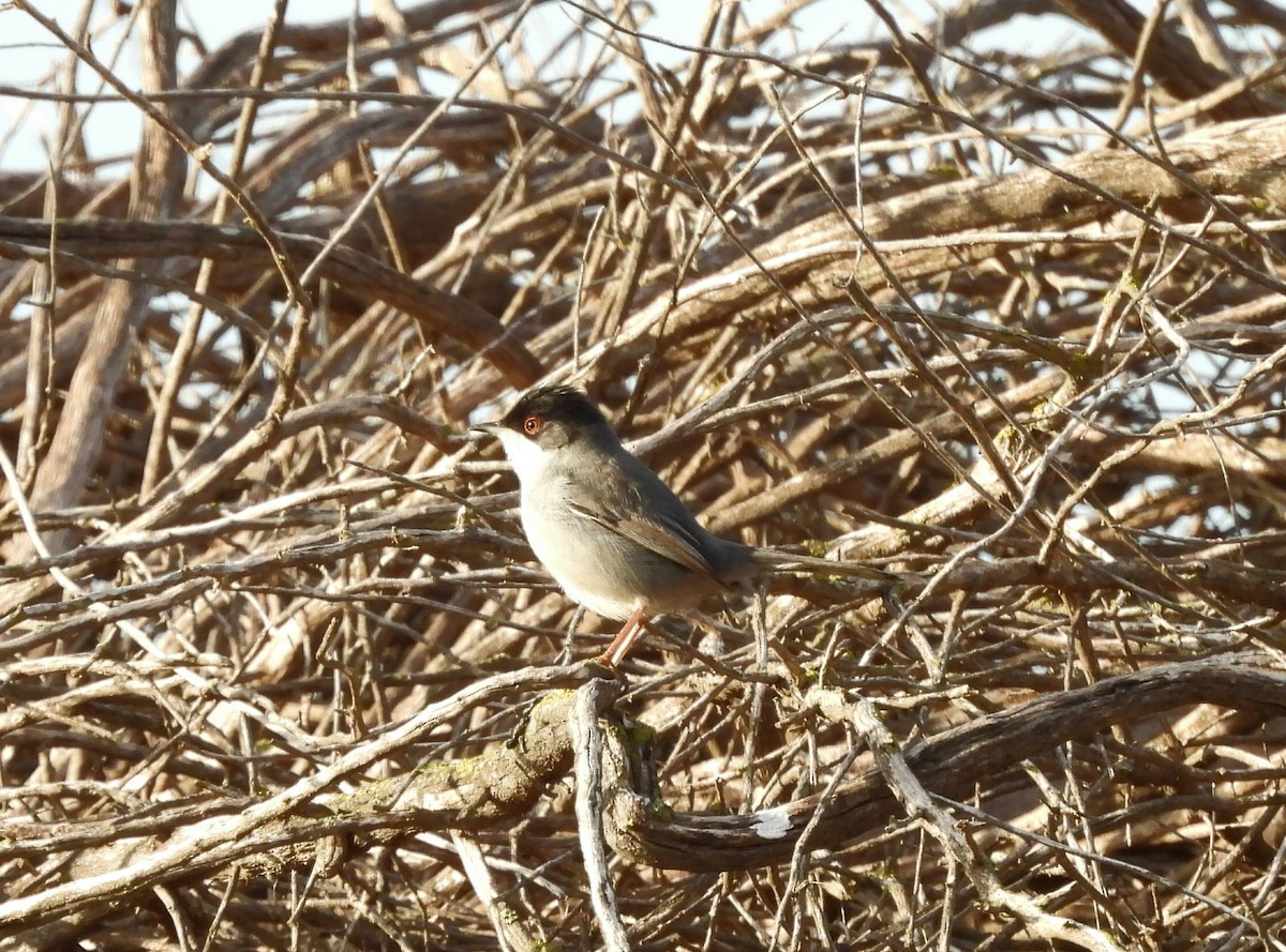 Txinbo burubeltza - ML646643011