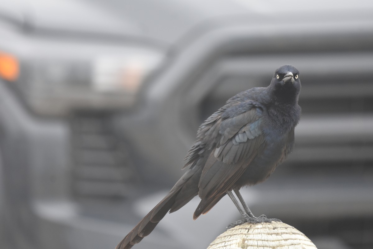 Great-tailed Grackle - ML646643012