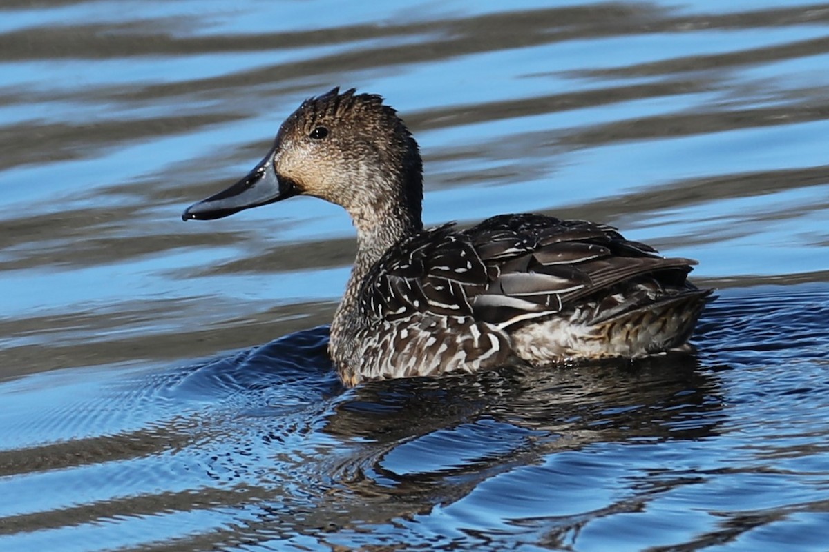 Northern Pintail - ML646643013