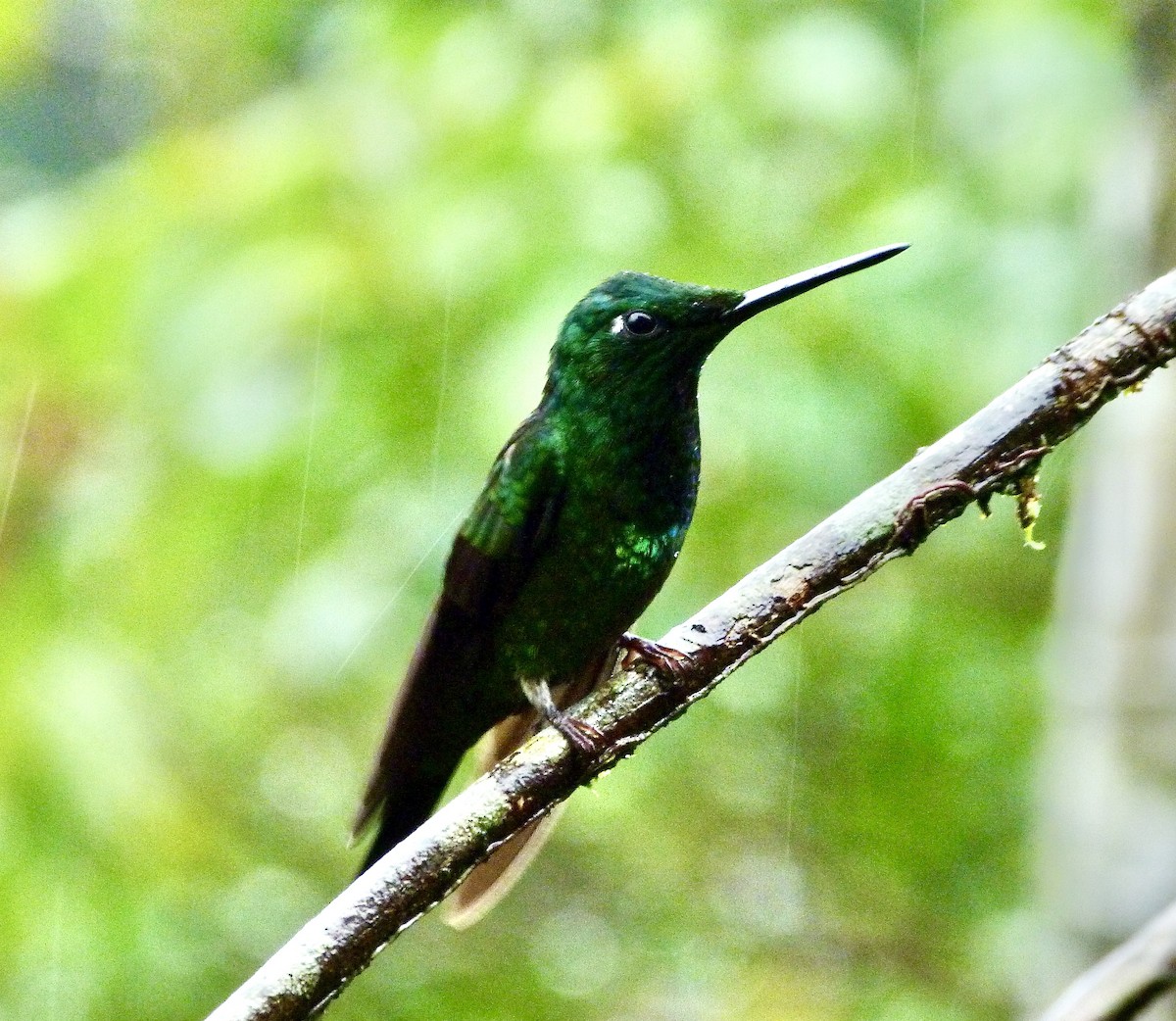 Rotstern-Brillantkolibri - ML646643014