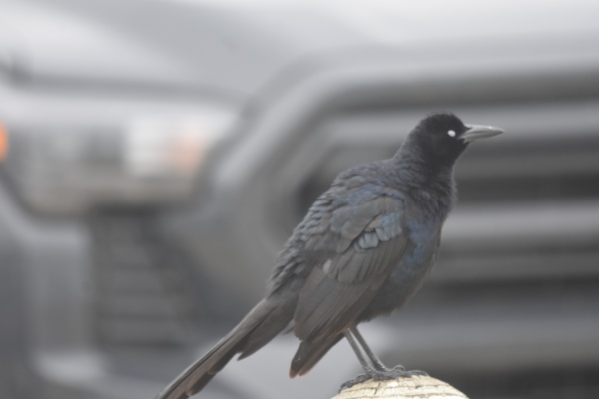 Great-tailed Grackle - ML646643016