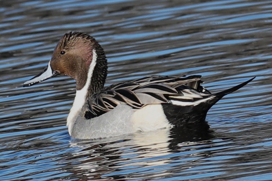 Northern Pintail - ML646643017