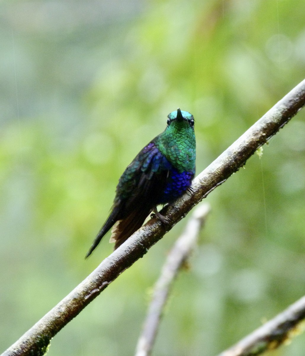 Violettkronennymphe - ML646643018