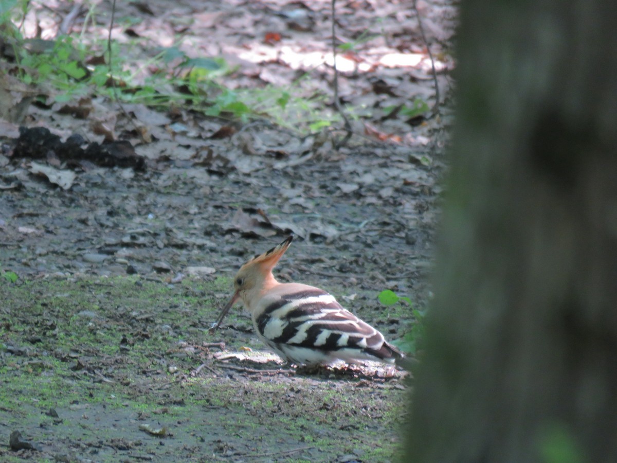 Common Hoopoe - ML646643022