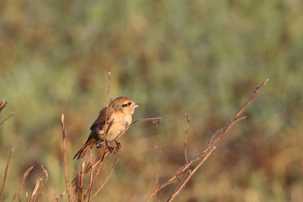 isabellavarsler - ML646643023