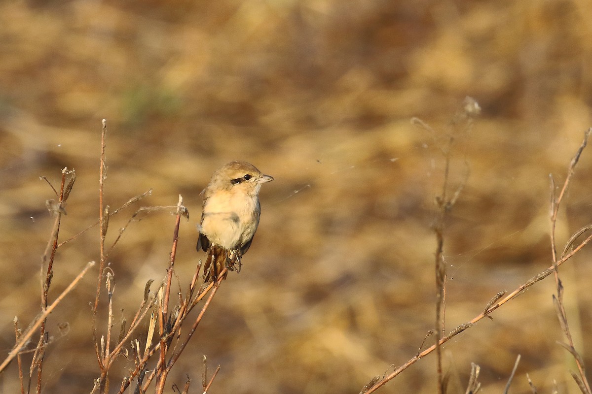 isabellavarsler - ML646643024