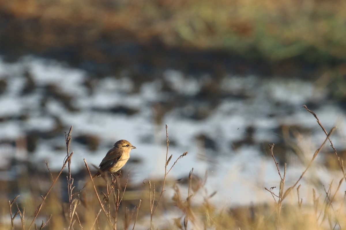 isabellavarsler - ML646643025