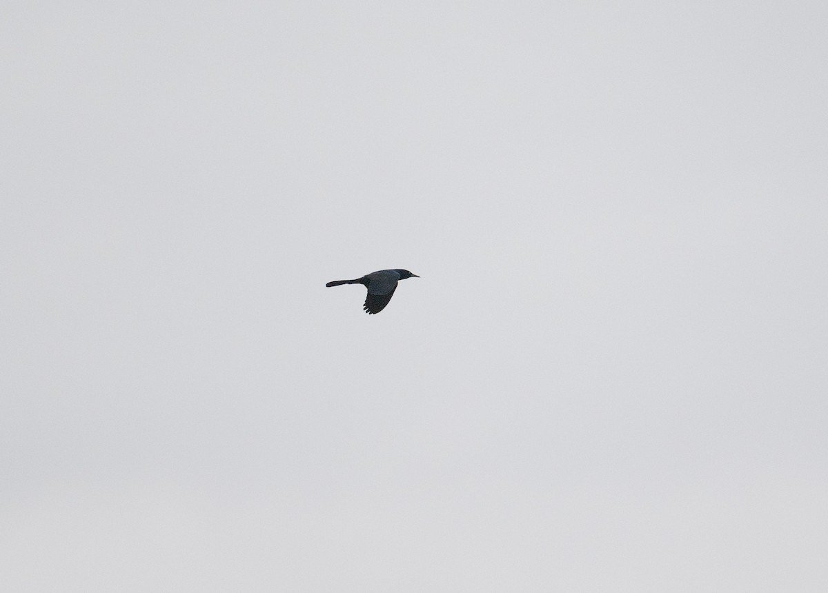 Boat-tailed Grackle - ML646643033