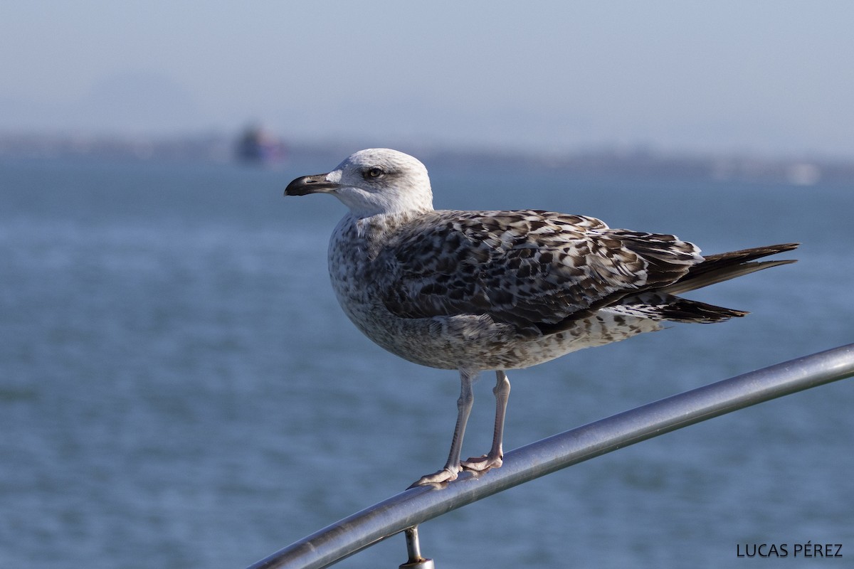 Средиземноморская чайка - ML646643034