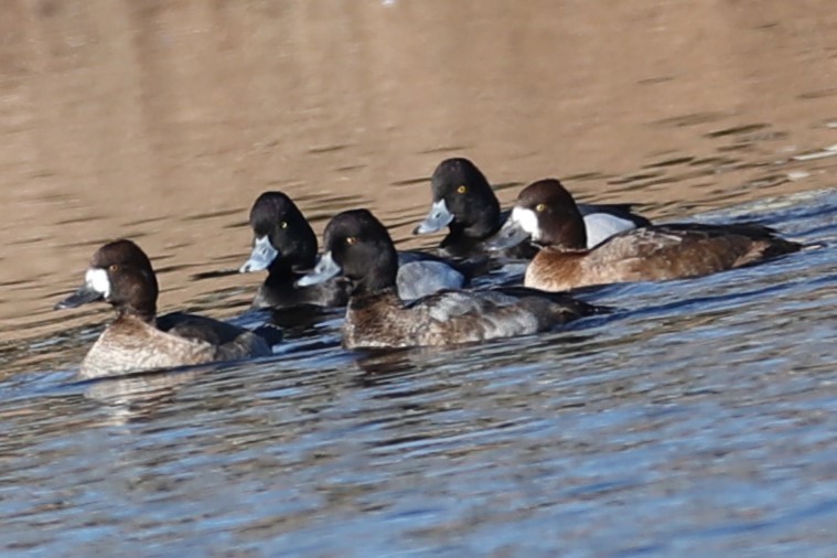 Lesser Scaup - ML646643036
