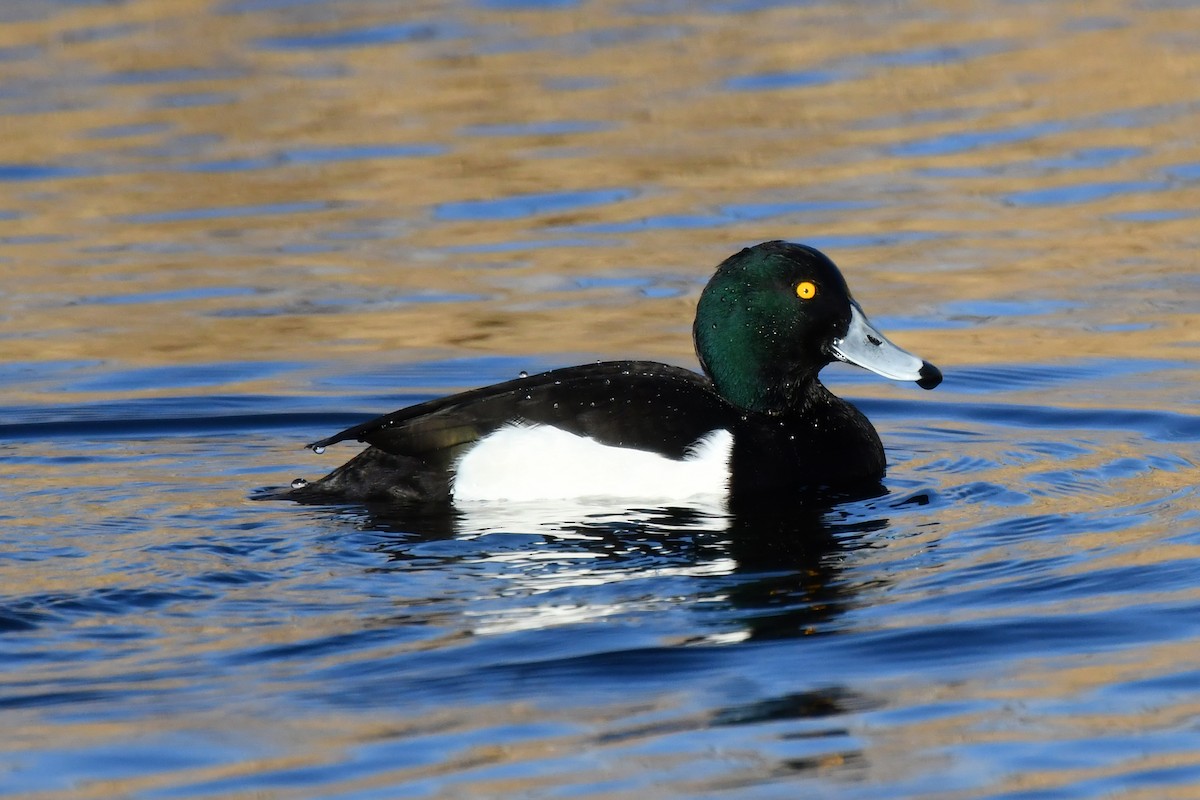 Tufted Duck - ML646643039