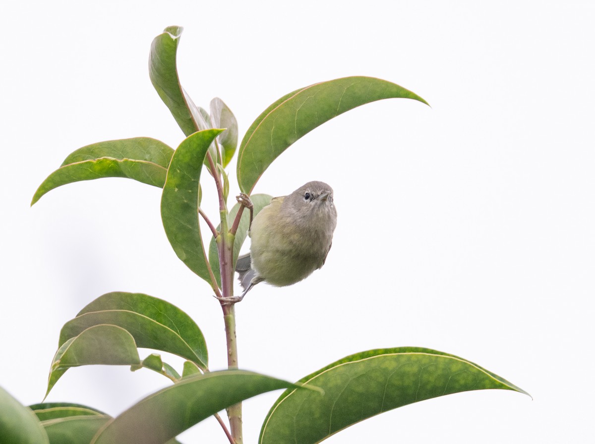 Orange-crowned Warbler - ML646643040