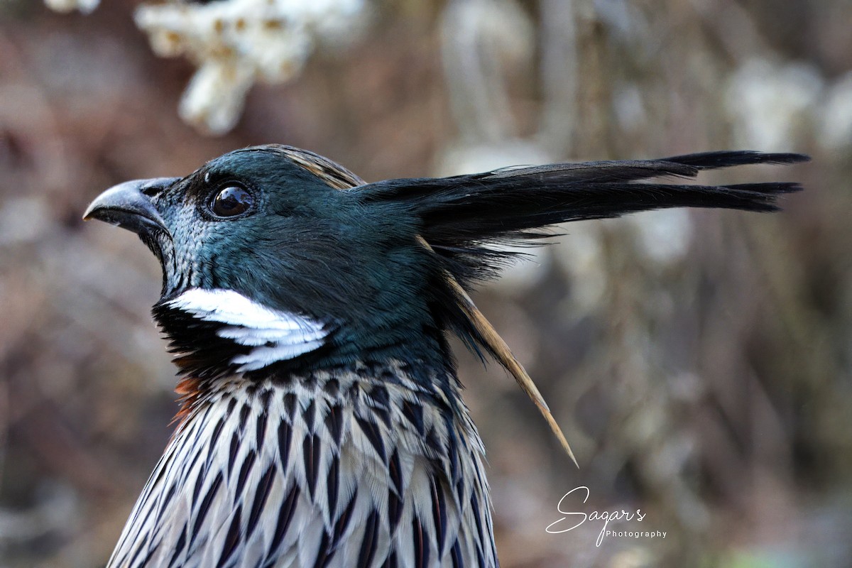 ミノキジ - ML646643041