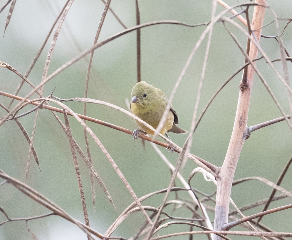 Painted Bunting - ML646643042