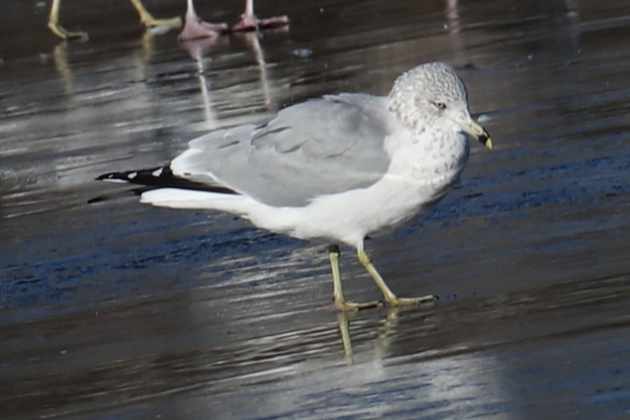 Ring-billed Gull - ML646643046