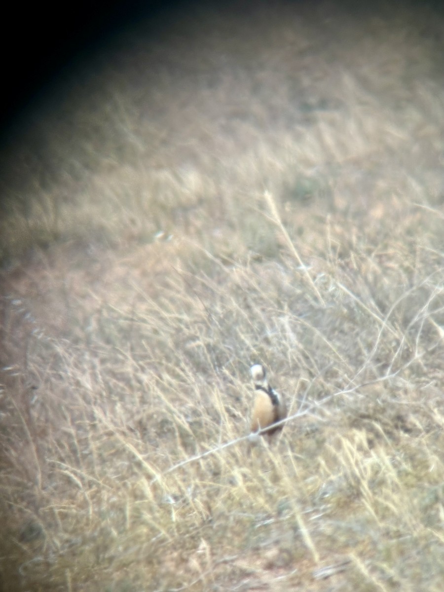 Inland Dotterel - ML646643048