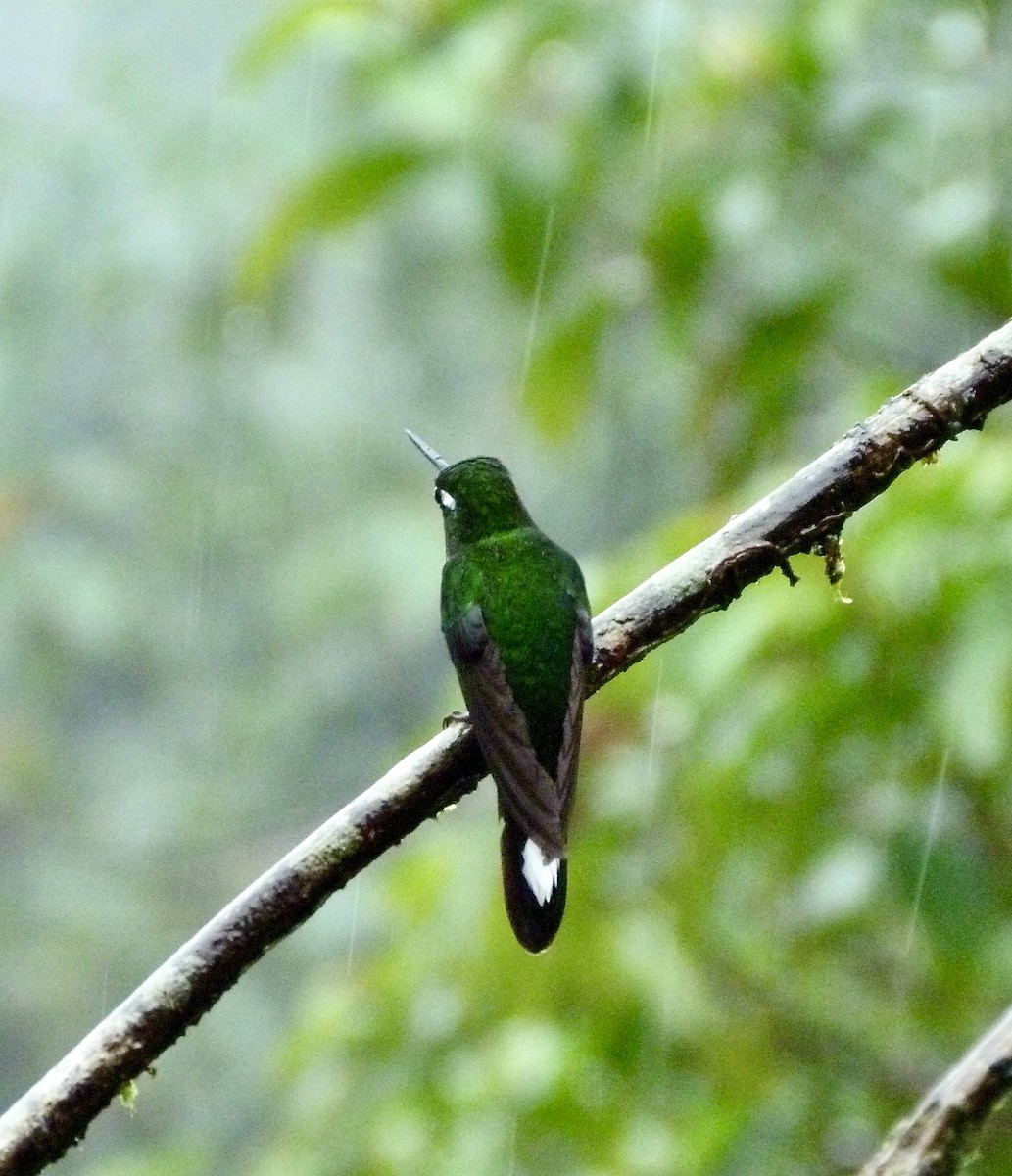 Purpurbrustkolibri - ML646643049