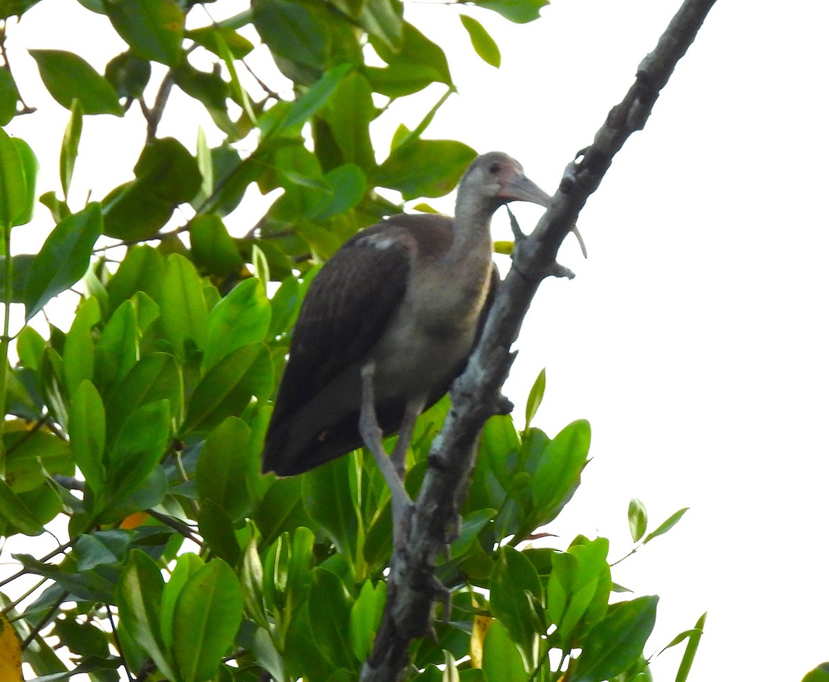 シロトキ - ML646643050