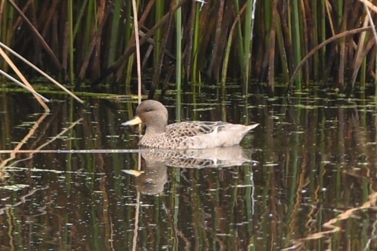 čírka kropenatá - ML646643051