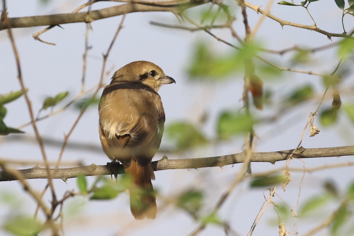 isabellavarsler - ML646643052