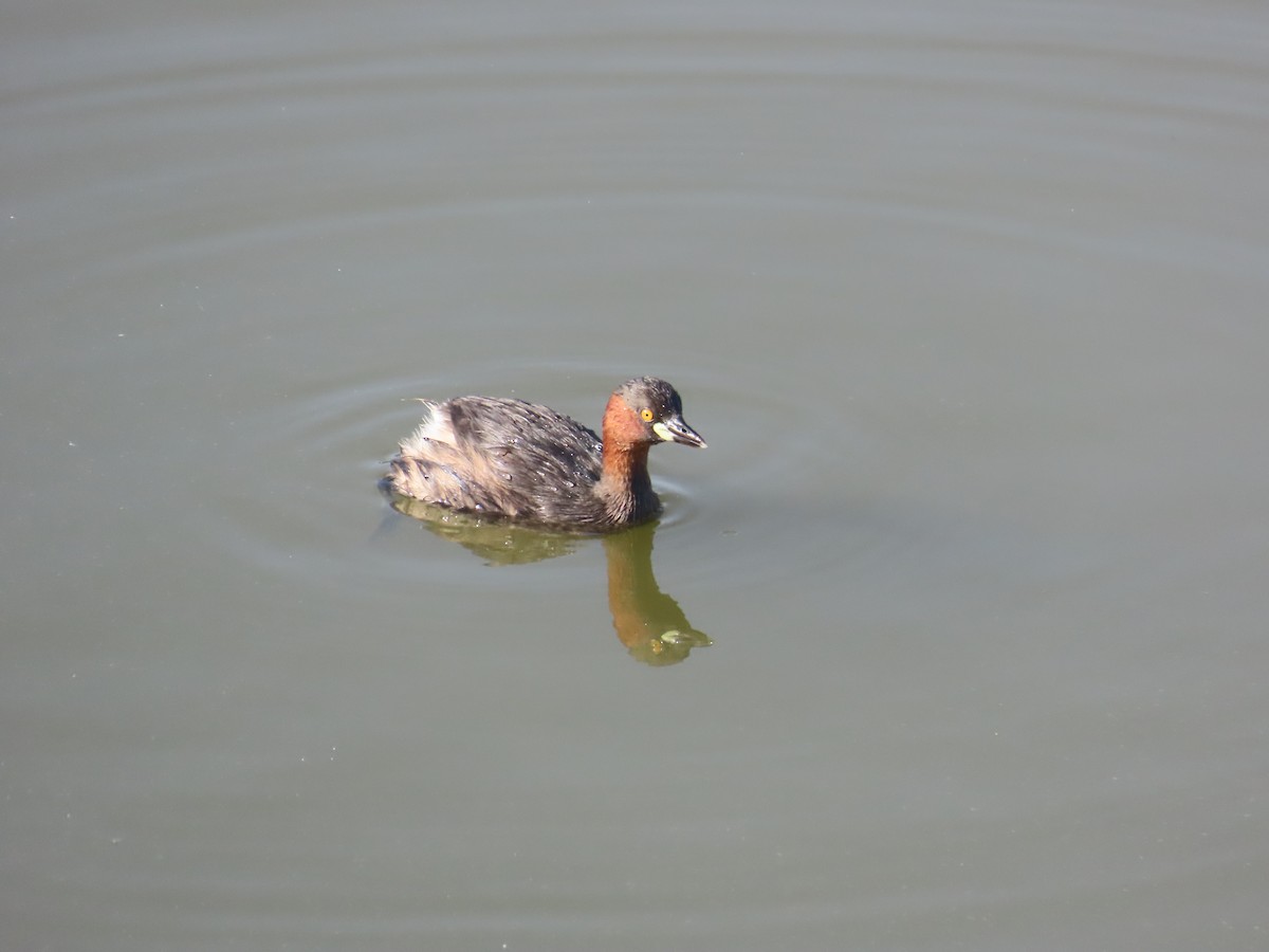 カイツブリ - ML646643053