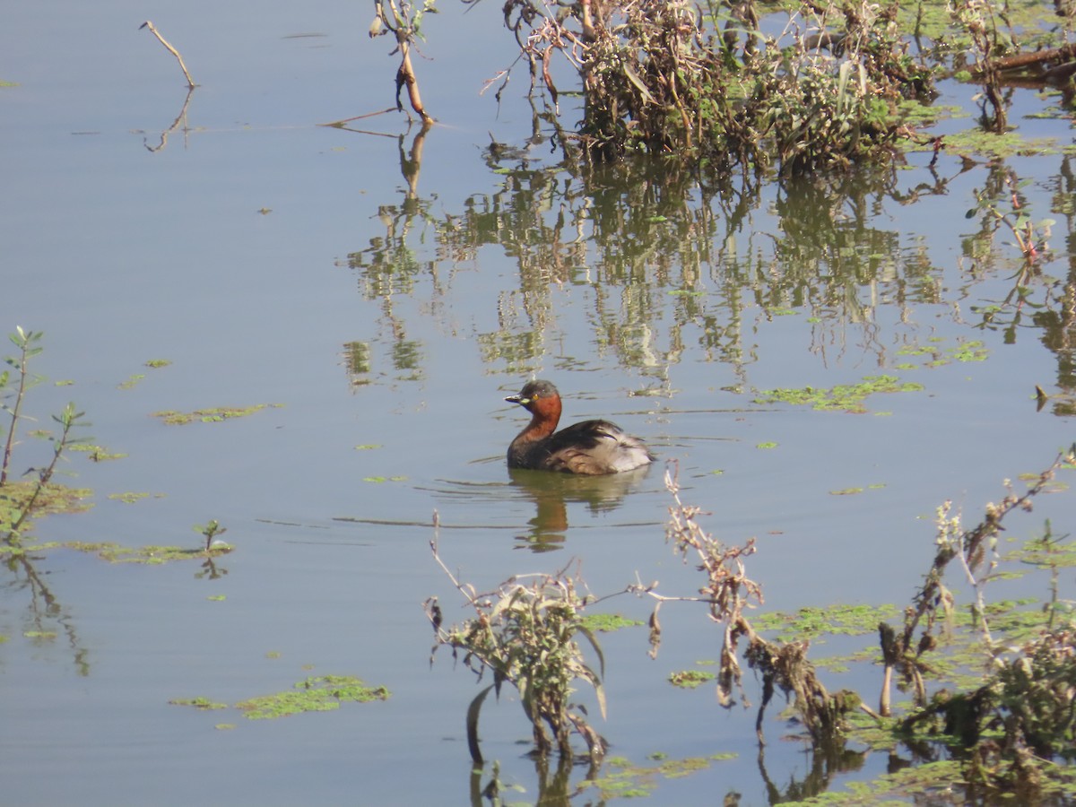 カイツブリ - ML646643054