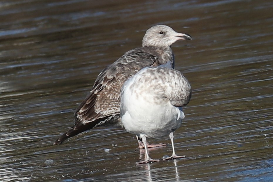 アメリカセグロカモメ - ML646643055