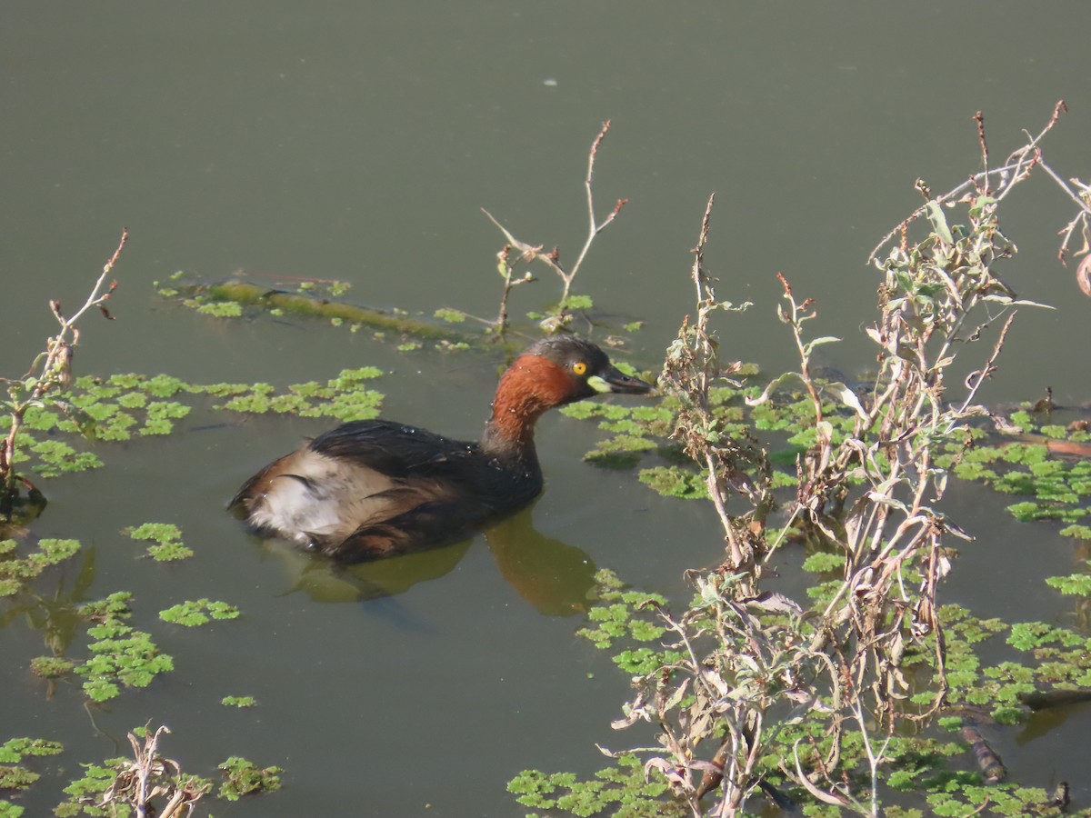 カイツブリ - ML646643056