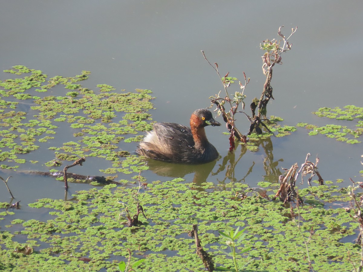 カイツブリ - ML646643057