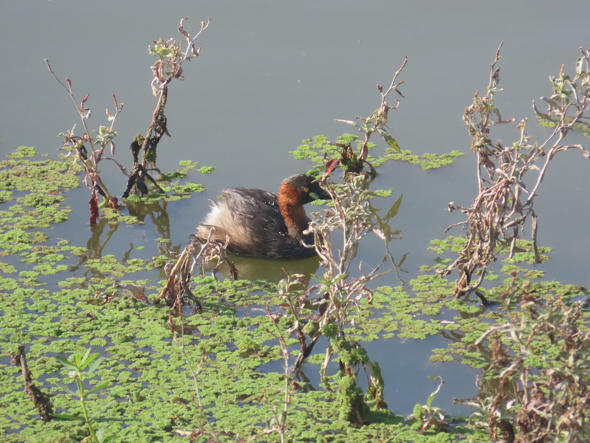 カイツブリ - ML646643058