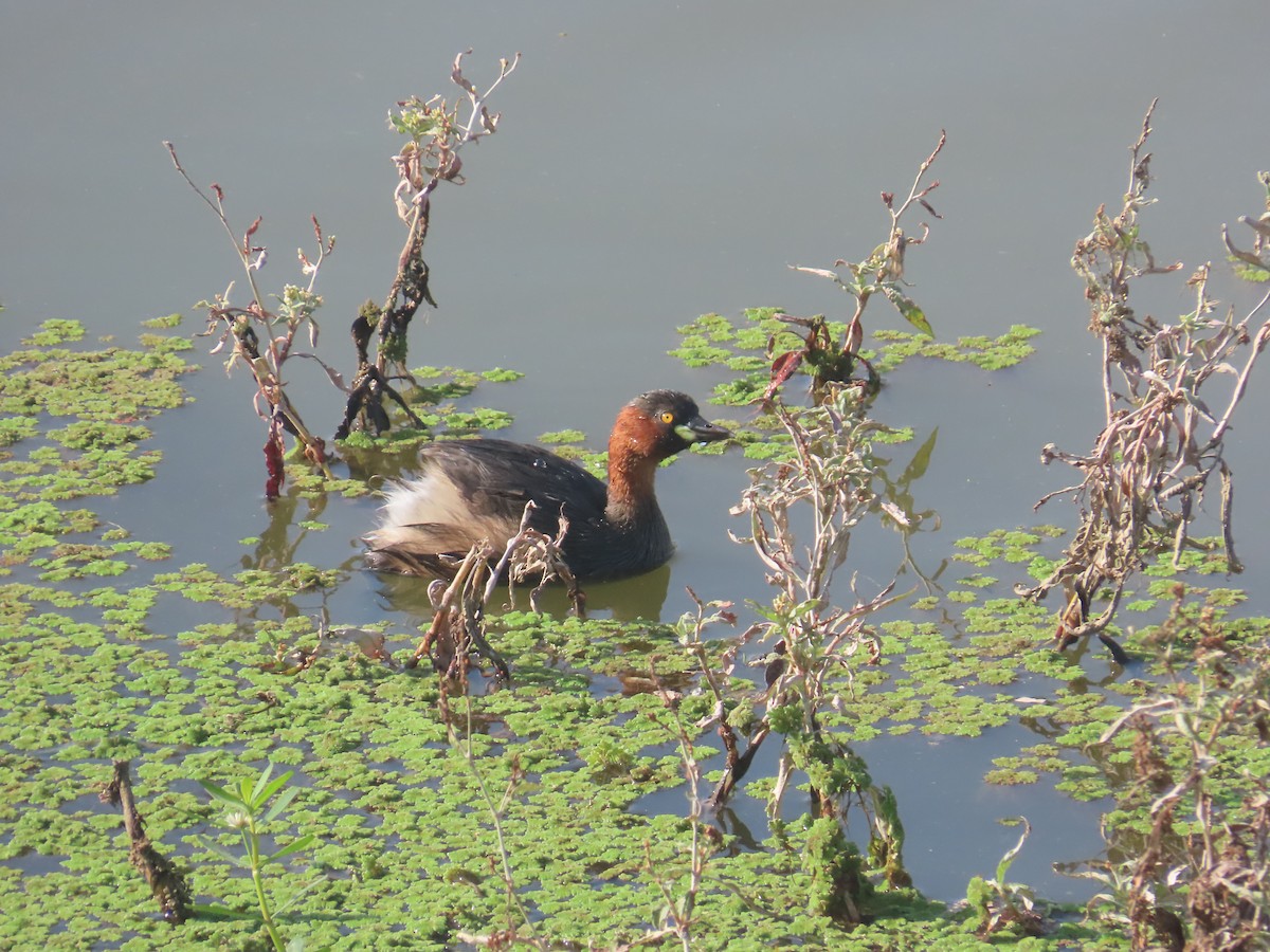 カイツブリ - ML646643059