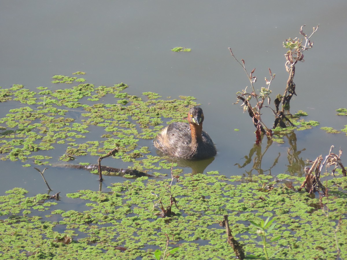 カイツブリ - ML646643060
