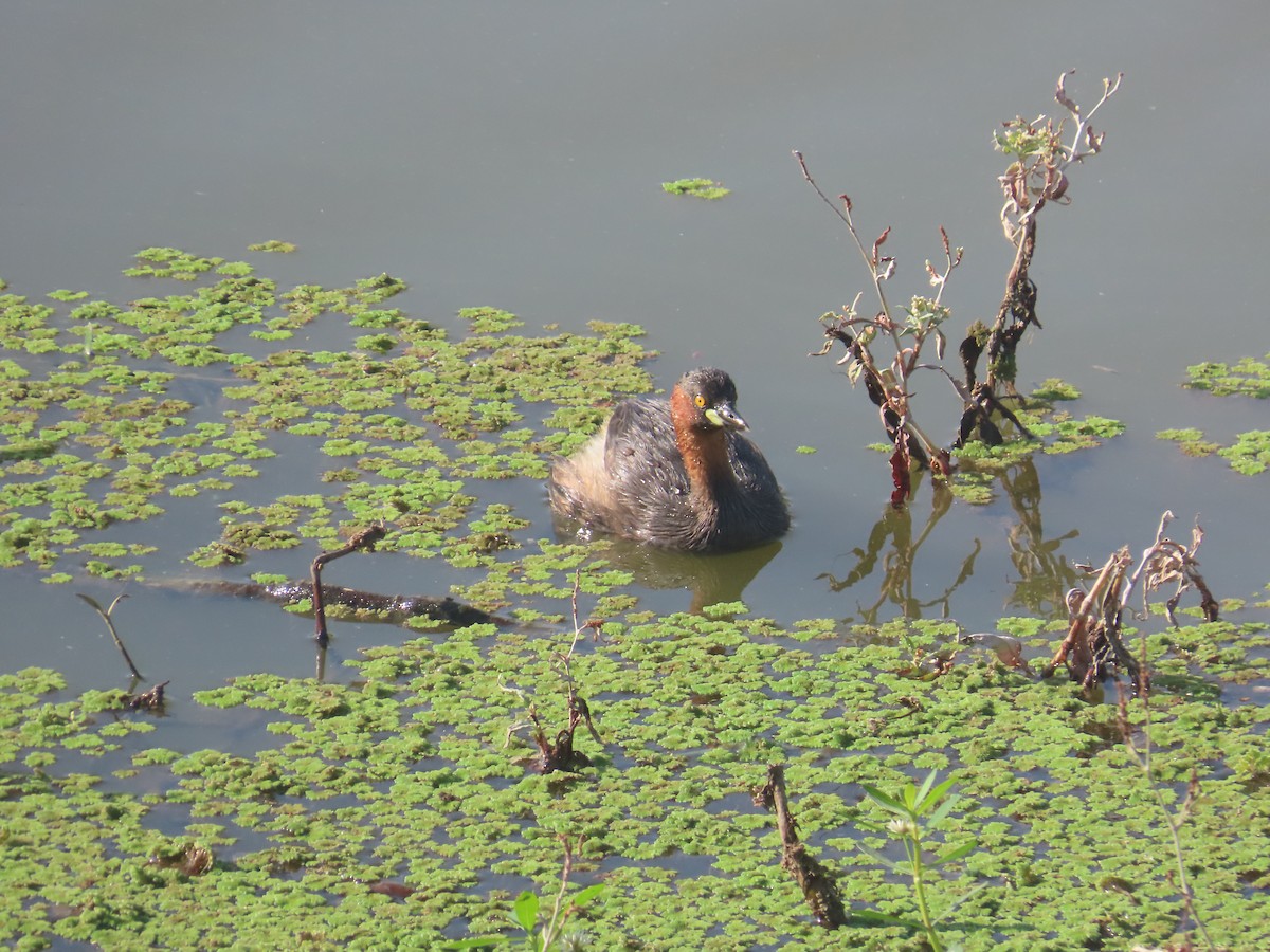 カイツブリ - ML646643061