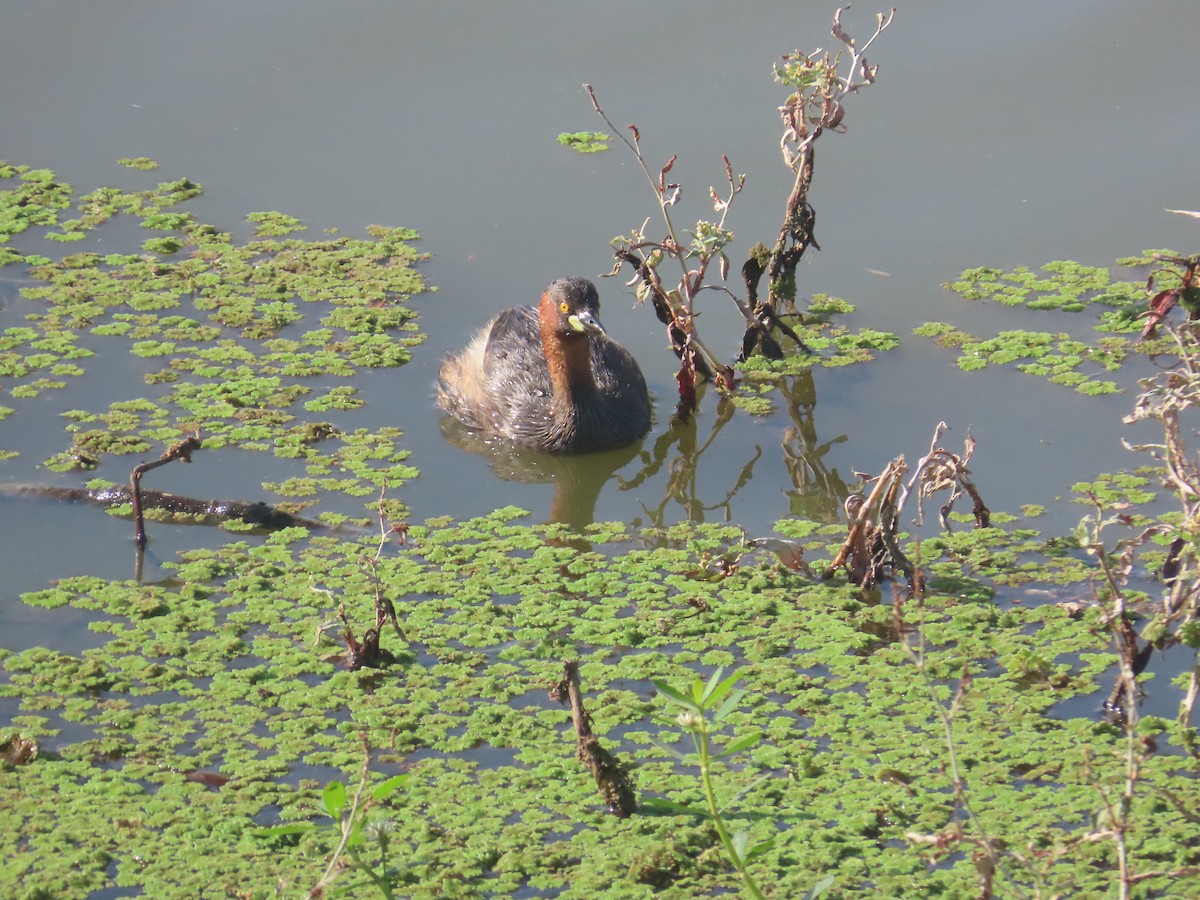 カイツブリ - ML646643062
