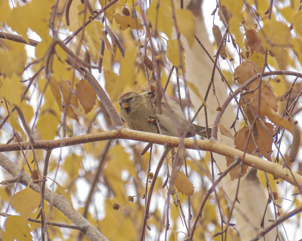 ベニヒワ - ML646643064