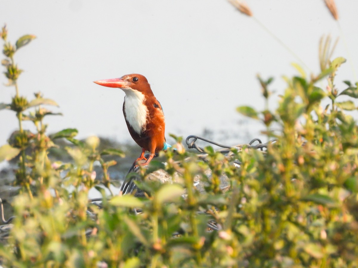 アオショウビン - ML646643066