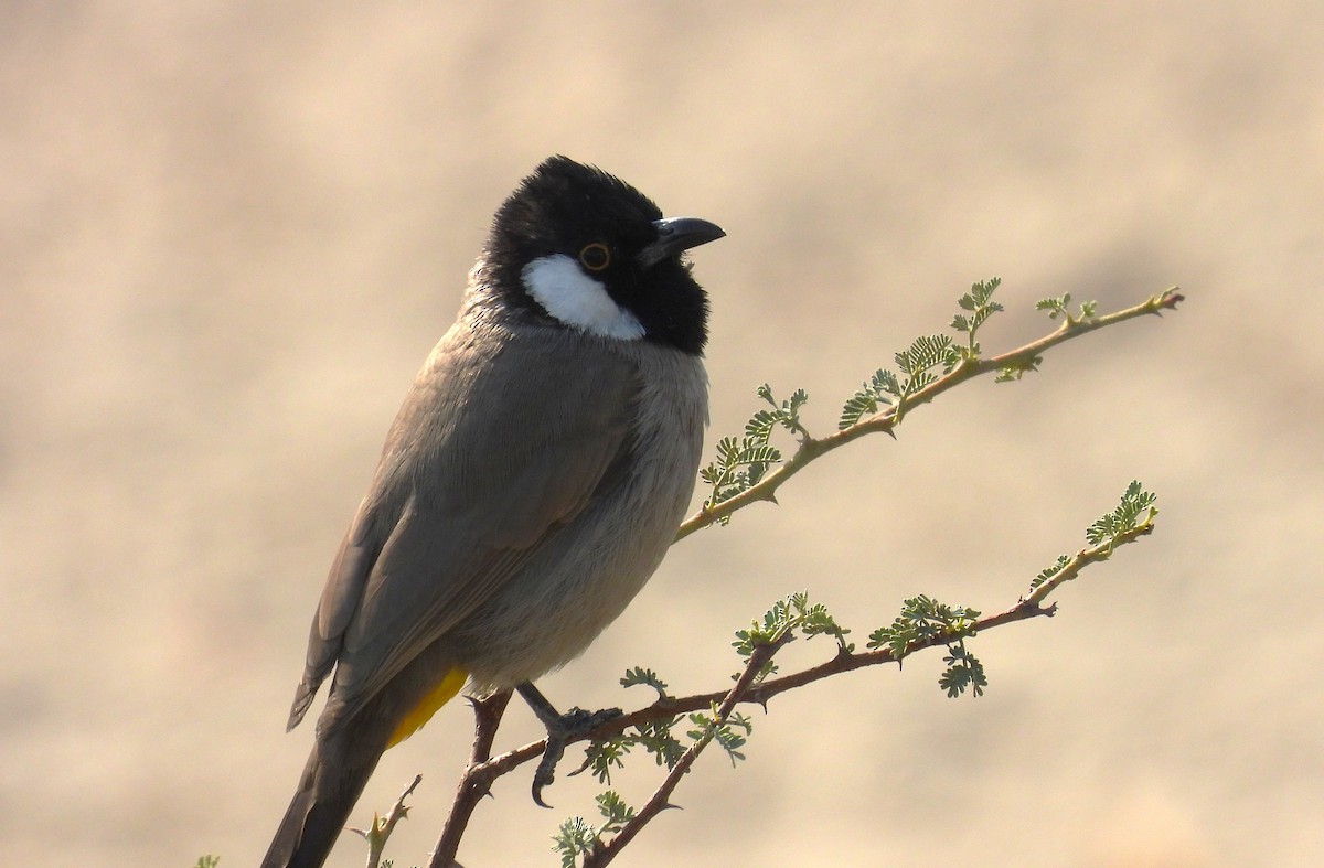 シロミミヒヨドリ - ML646643067