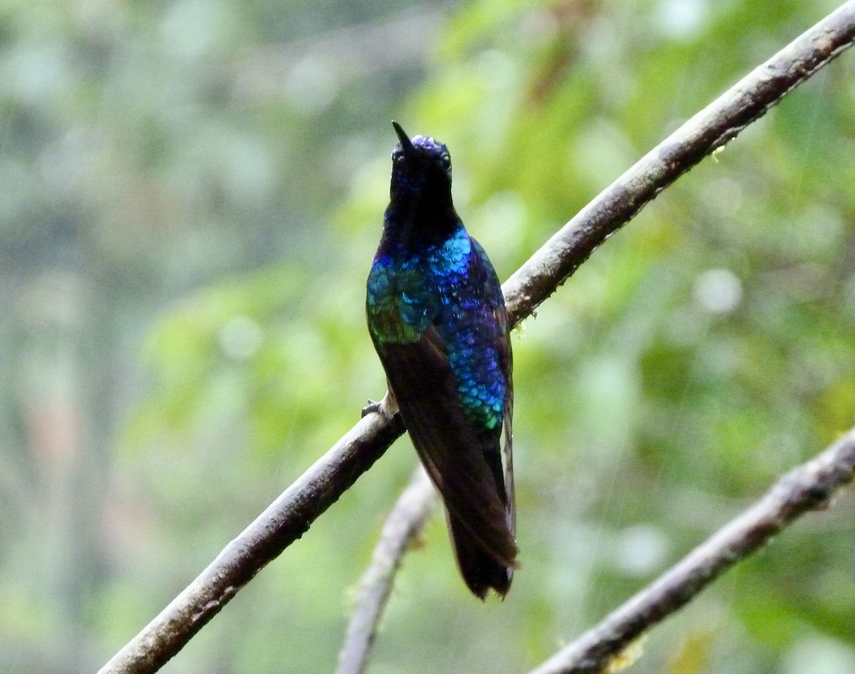 Hyazinthkolibri - ML646643068