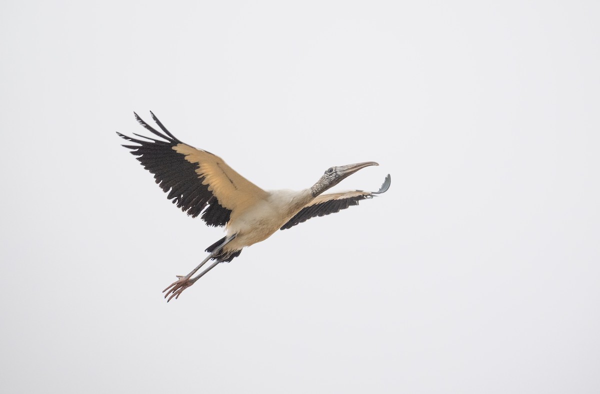 アメリカトキコウ - ML646643070